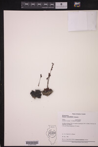 Drosera rotundifolia image