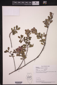 Arctostaphylos uva-ursi image