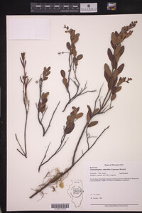 Chamaedaphne calyculata image