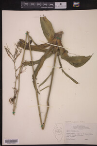 Manfreda virginica image