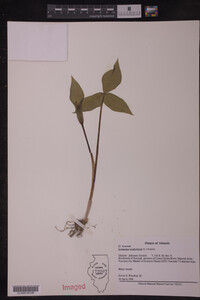 Arisaema triphyllum image