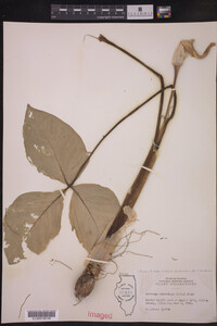 Image of Arisaema triphyllum ssp. stewardsonii