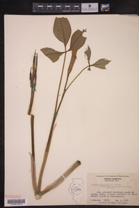 Image of Arisaema triphyllum ssp. pusillum