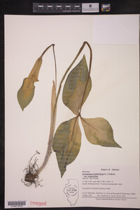 Image of Arisaema triphyllum ssp. triphyllum