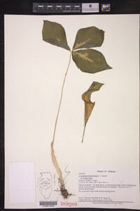 Arisaema triphyllum ssp. triphyllum image