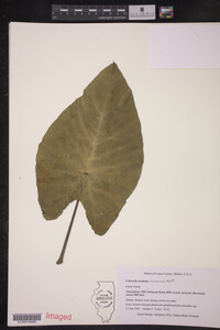 Image of Colocasia esculenta