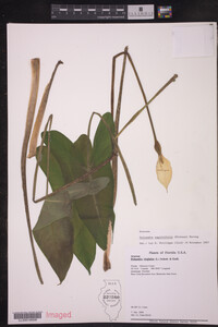 Image of Peltandra sagittifolia