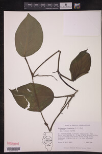 Image of Philodendron lingulatum