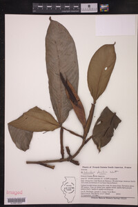 Image of Philodendron placidum