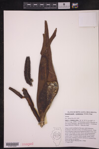 Image of Synandrospadix vermitoxicus