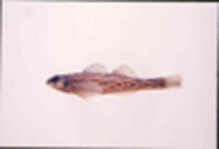 Image of Etheostoma nigrum