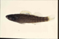 Image of Etheostoma asprigene