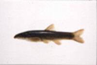 Image of Rhinichthys cataractae