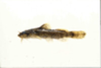 Image of Noturus eleutherus