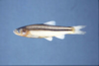 Hybognathus hankinsoni image