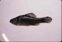 Aphredoderus sayanus image