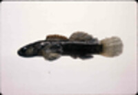 Etheostoma nigripinne image
