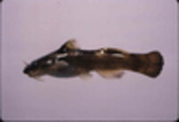 Noturus elegans image