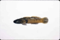 Image of Etheostoma flabellare