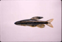Image of Pteronotropis welaka