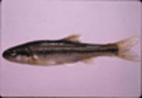 Image of Clinostomus elongatus
