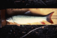 Moxostoma macrolepidotum image