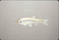 Image of Notropis oxyrhynchus