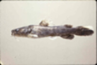 Pylodictis olivaris image