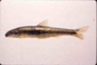 Image of Phenacobius teretulus