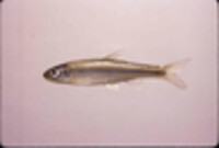 Image of Notropis scabriceps