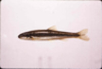 Image of Phenacobius crassilabrum