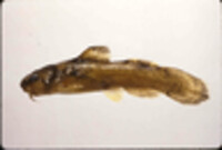 Image of Noturus miurus