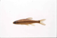 Pteronotropis hubbsi image