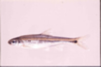 Notropis xaenocephalus image
