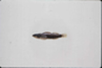 Image of Etheostoma tippecanoe