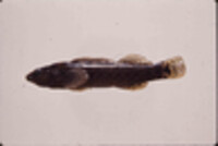 Image of Etheostoma sanguifluum