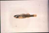 Etheostoma lepidum image