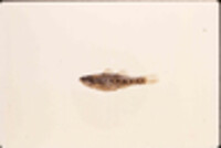Image of Etheostoma microperca