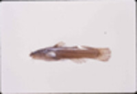 Noturus leptacanthus image
