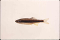 Pteronotropis hypselopterus image