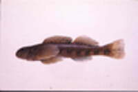 Etheostoma blennioides image