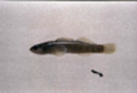 Etheostoma olivaceum image