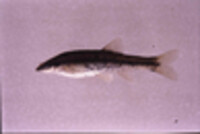 Image of Rhinichthys atratulus