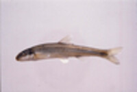 Image of Phenacobius catostomus