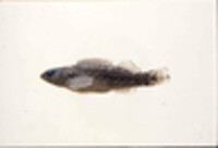 Image of Etheostoma rufilineatum