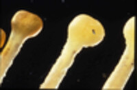 Image of Etheostoma oophylax