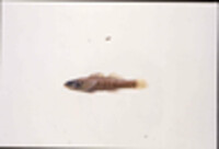 Image of Etheostoma okaloosae