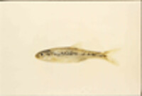 Image of Notropis chihuahua