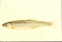 Image of Notropis rubellus