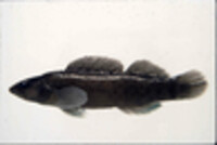 Image of Etheostoma maculatum